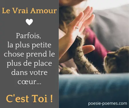 Jolie image entre un chaton et son maître ou sa maîtresse - Carte d'amour mignon